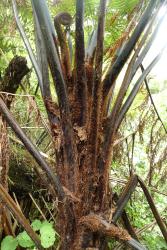 Cyathea medullaris. Crown of immature plant with thick black stipe bases covered in dark brown scales.
 Image: L.R. Perrie © Leon Perrie 2014 CC BY-NC 3.0 NZ